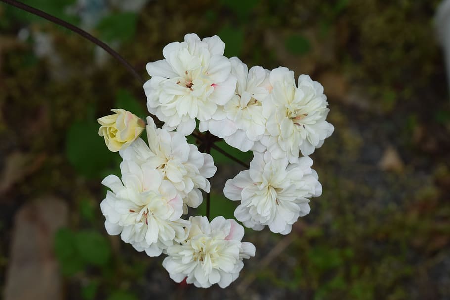 geranium, flower, cremevit, garden, plant, summer, plants, flowers HD wallpaper