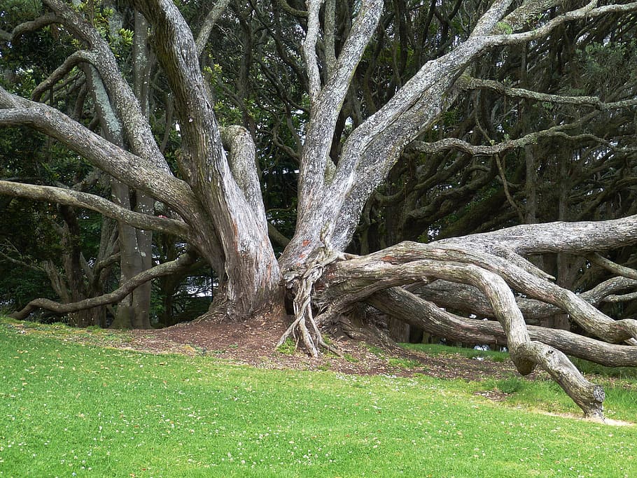 tree, tribe, log, bark, meadow, park, nature, new zealand, plant HD wallpaper