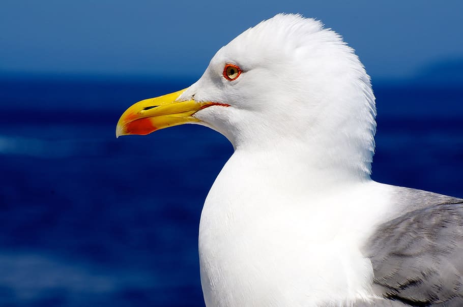 white duck, seagull, gabbiano, bird, fly, animal, nature, sea life HD wallpaper