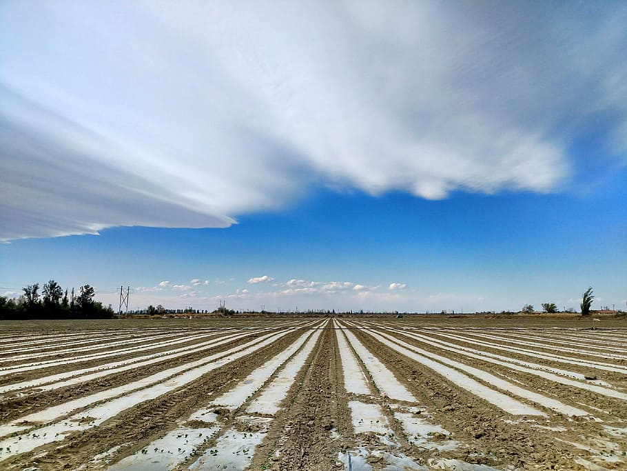 wind, cotton fields, land, cloud, agriculture, nature, farm HD wallpaper