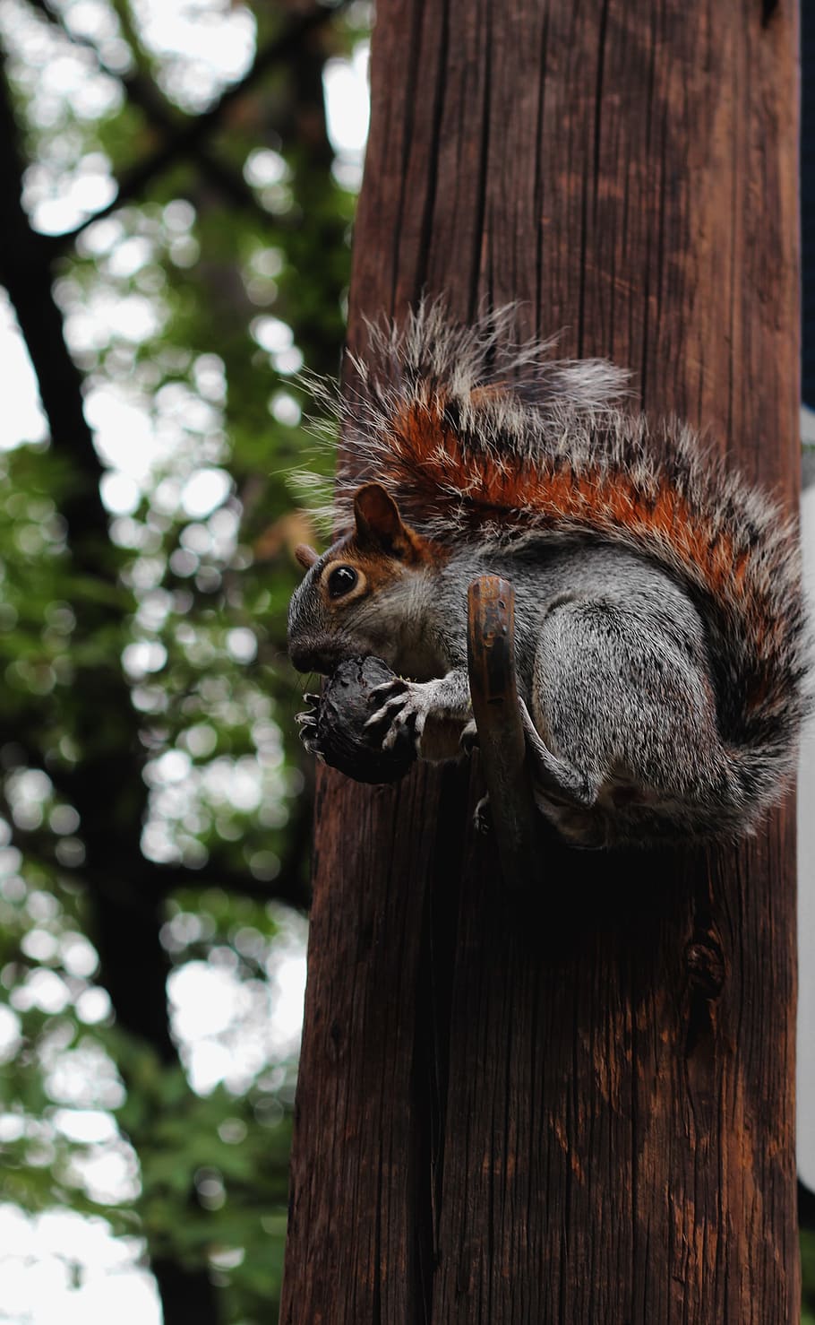 squirrel, mexico, city, socket, painting, tourist, history HD wallpaper