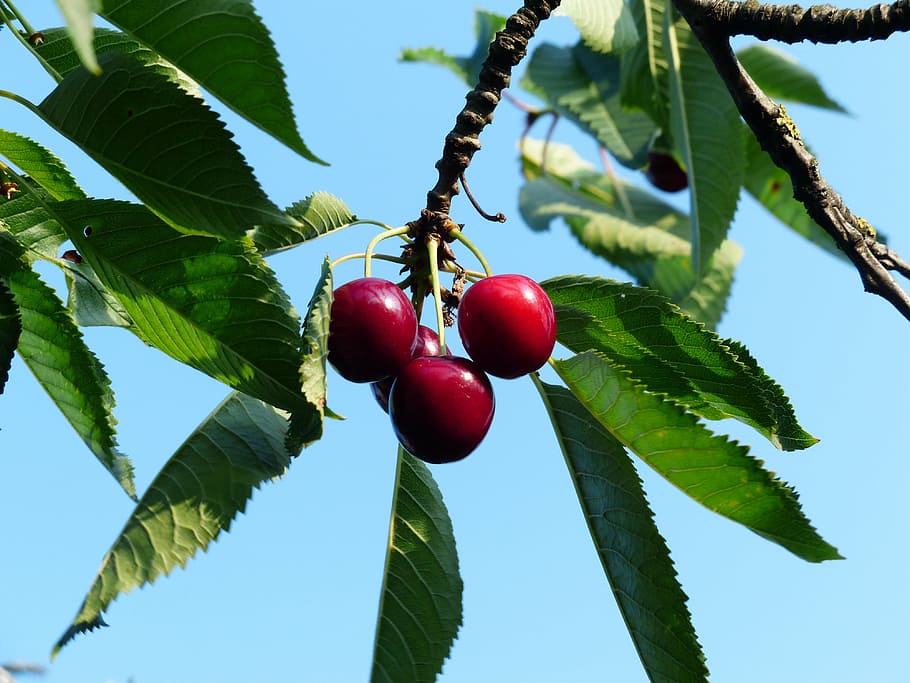cherry, sweet cherry, red, fruit, healthy, leaves, branch, summer HD wallpaper
