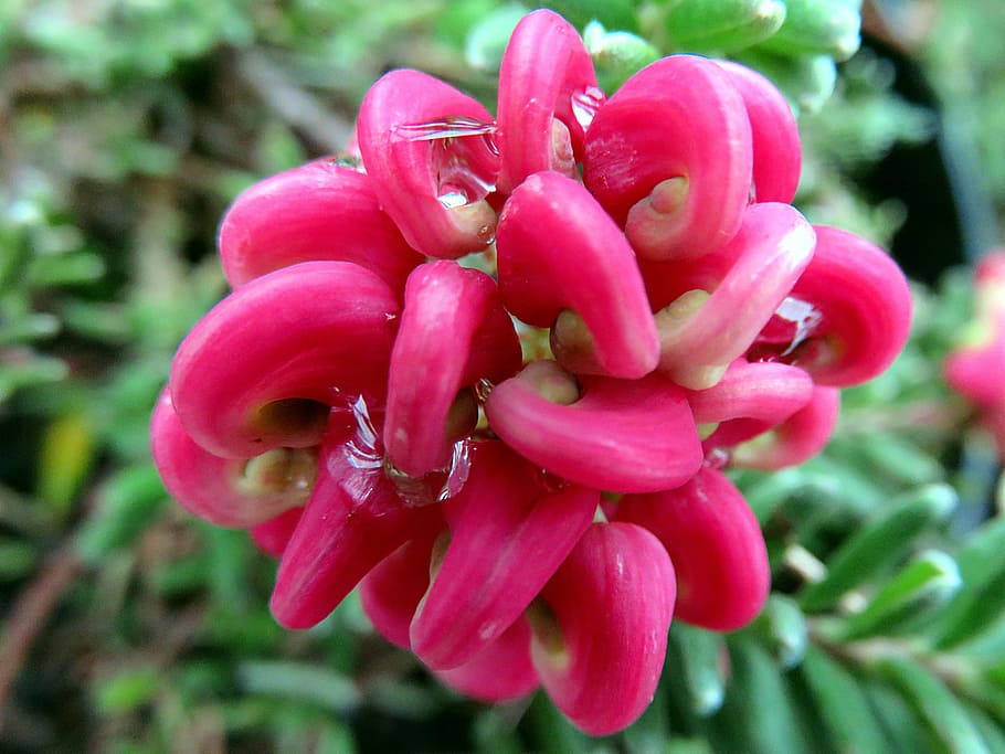 nature, flower, pink, plant, red, close-up, freshness, flowering plant HD wallpaper