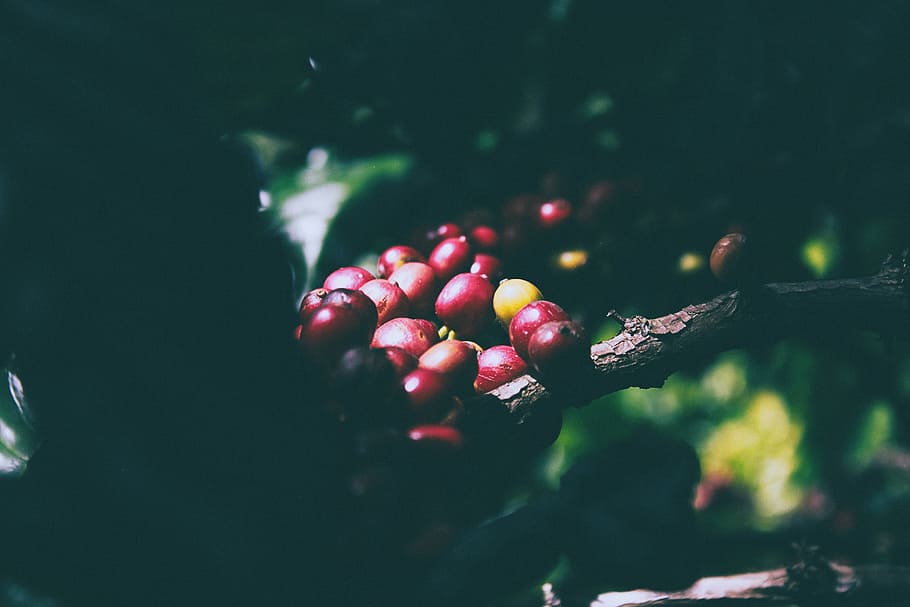red, cherry, nature, fruit, trees, food and drink, healthy eating HD wallpaper