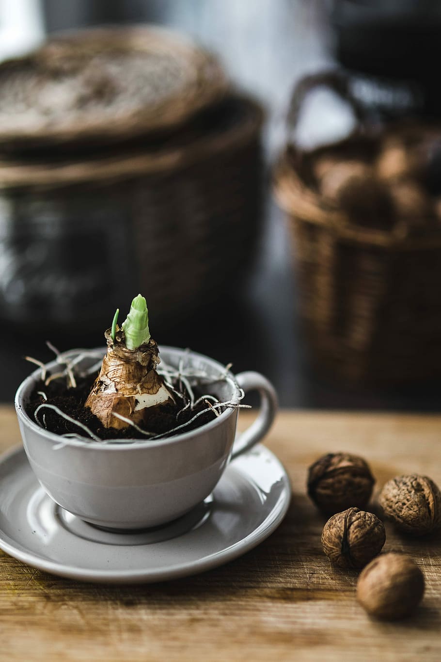 Little seedling in a cut with walnuts and golden pins, cup, plant