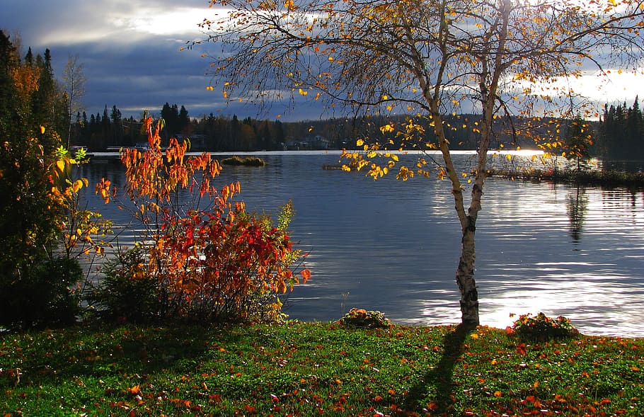 yellow leafed tree across body of water, autumn landscape, lake