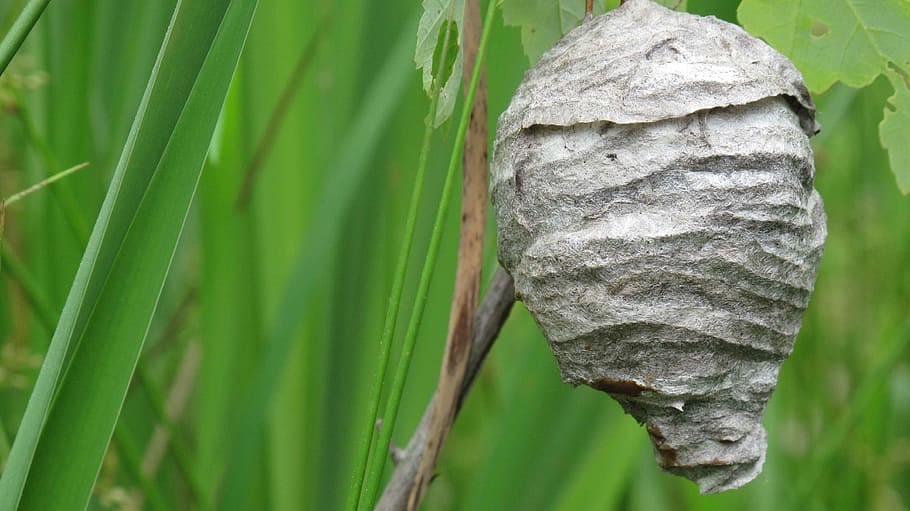 nest, wasps, hornets, bugs, insects, animals, fauna, close-up HD wallpaper