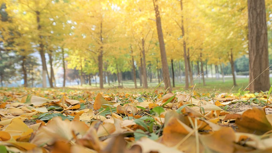 leaf, ginkgo, autumn, tree, plant part, change, land, leaves HD wallpaper