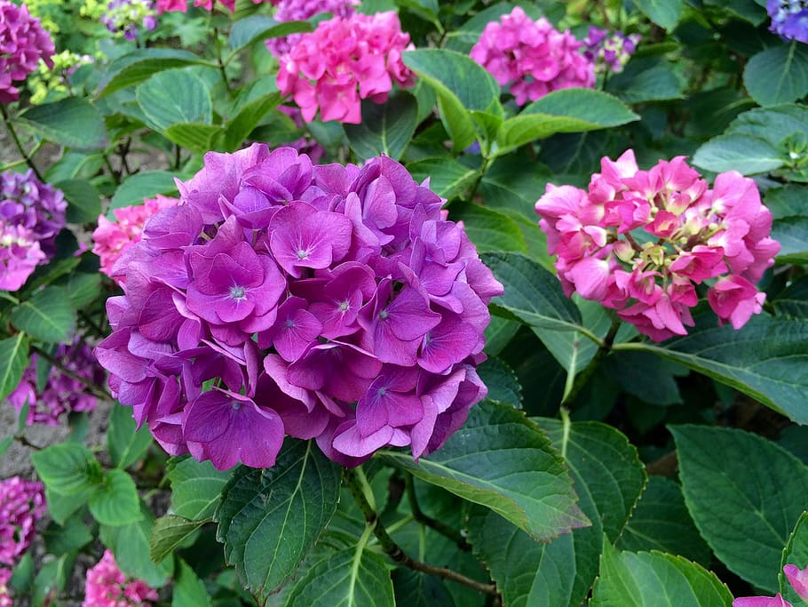 roses, spring, bulbs, nature, plant, bloom, spring flower, flower pot HD wallpaper