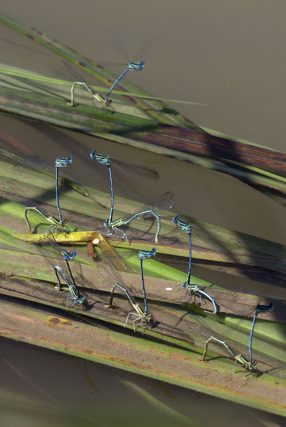 dragonflies, mating, water, no people, nature, day, close-up HD wallpaper