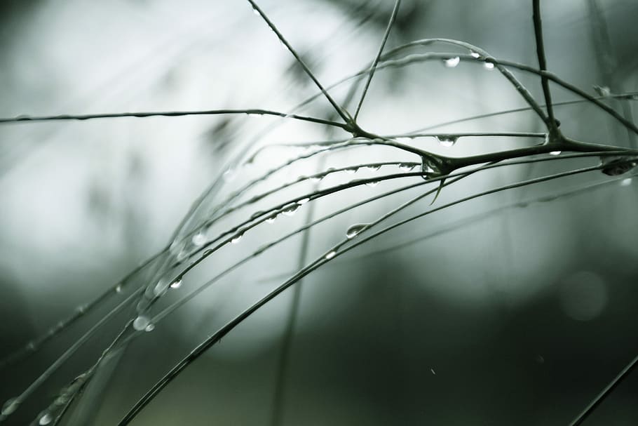 Tree, Pine, Needles, Water, Nature, pine needles, plant, flora HD wallpaper
