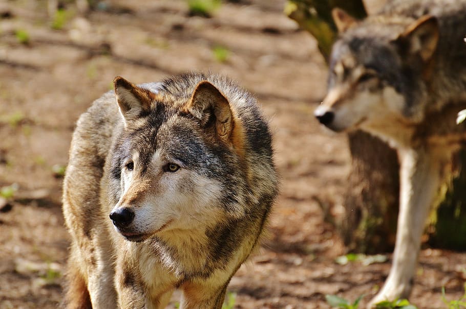gray and brown wolf in close-up photography during daytime, wild animal, HD wallpaper