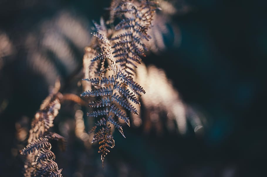 Golden Fern, selective focus photo of brown fern, leaf, branch HD wallpaper