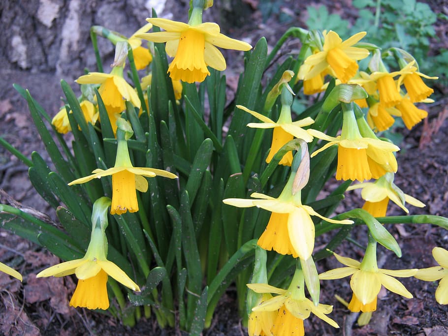 easter, daffodils, yellow, flowers, spring, flowering plant HD wallpaper