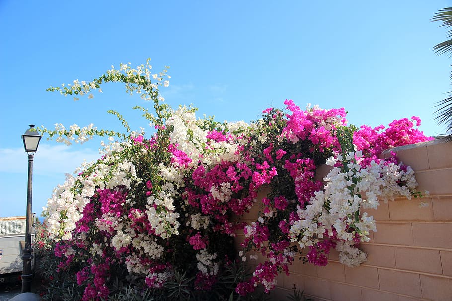 Bougainvillea, Blossom, Bloom, Bush, garden, pink, white, flower, HD wallpaper
