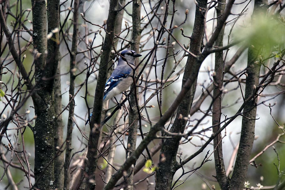 blue jay, bird, tree, nature, wildlife, vertebrate, animals in the wild HD wallpaper
