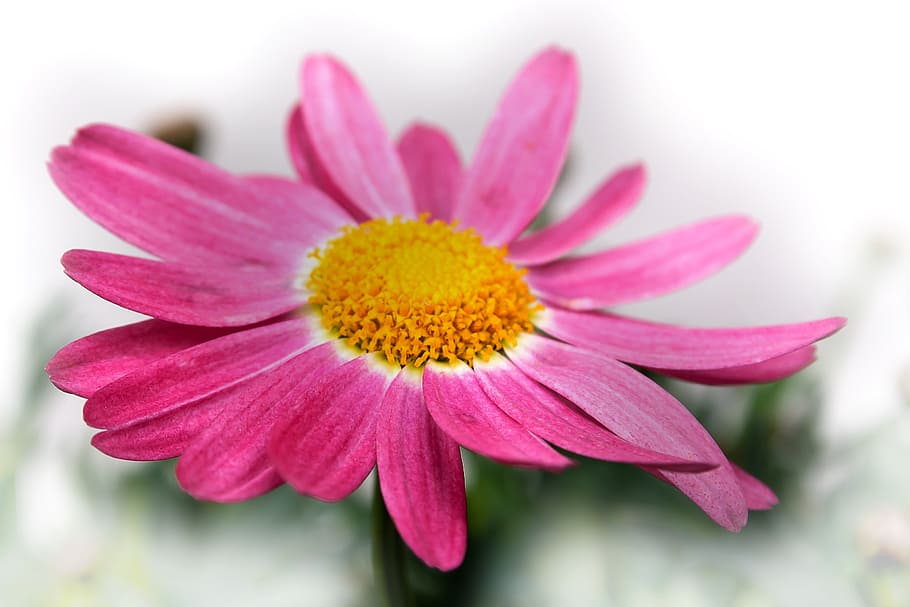 chrysanthemum, red, pink, macro, flowers, nature, plant, bloom HD wallpaper