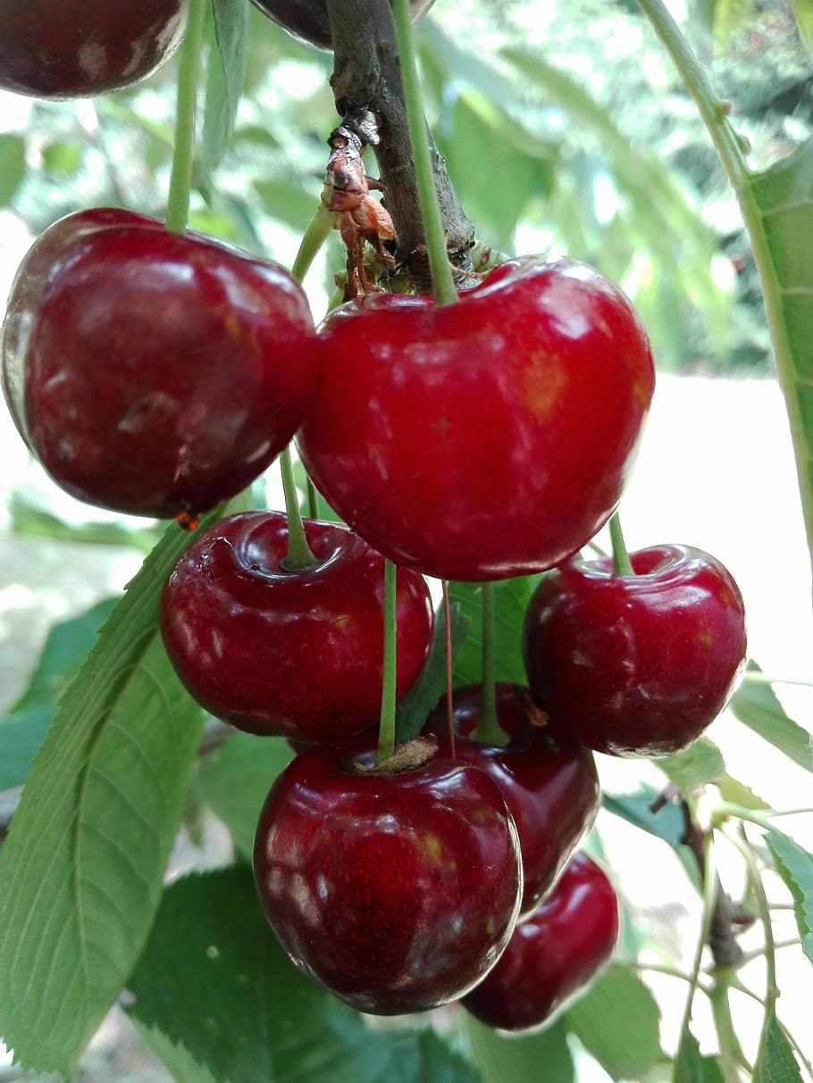 cherries, fruit, red, vitamins, sprig, food and drink, healthy eating HD wallpaper