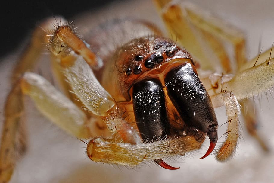 brown and black spider close-up photo, arachnid, macro, insect HD wallpaper