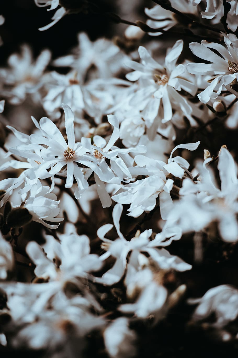 shallow focus photography of white flowers, white petaled flowers selective focus photography HD wallpaper