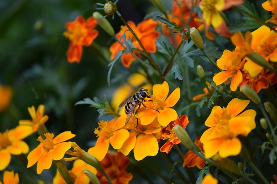 bee, flowers, nature, insect, spring, pollination, bloom, yellow HD wallpaper