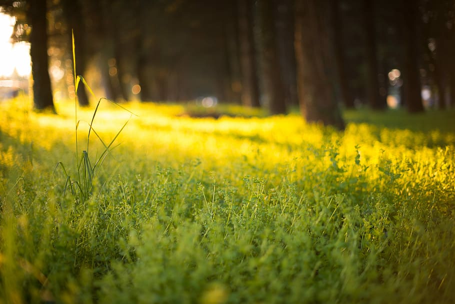 selective focus photography of grass field, focus photography of plants HD wallpaper