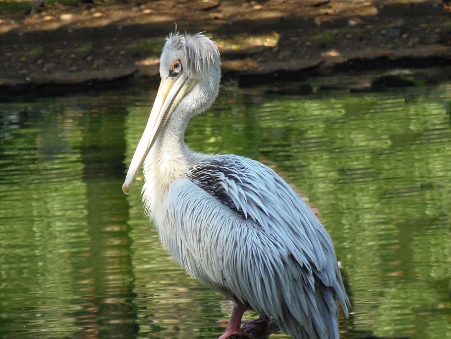 pelican, ave, animal, fauna, animals, pen, peak, sea bird, animal themes HD wallpaper