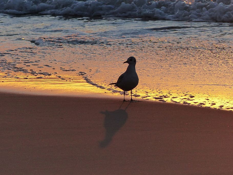 seagull, beach, dawn, bird, ave, animal themes, animal wildlife HD wallpaper