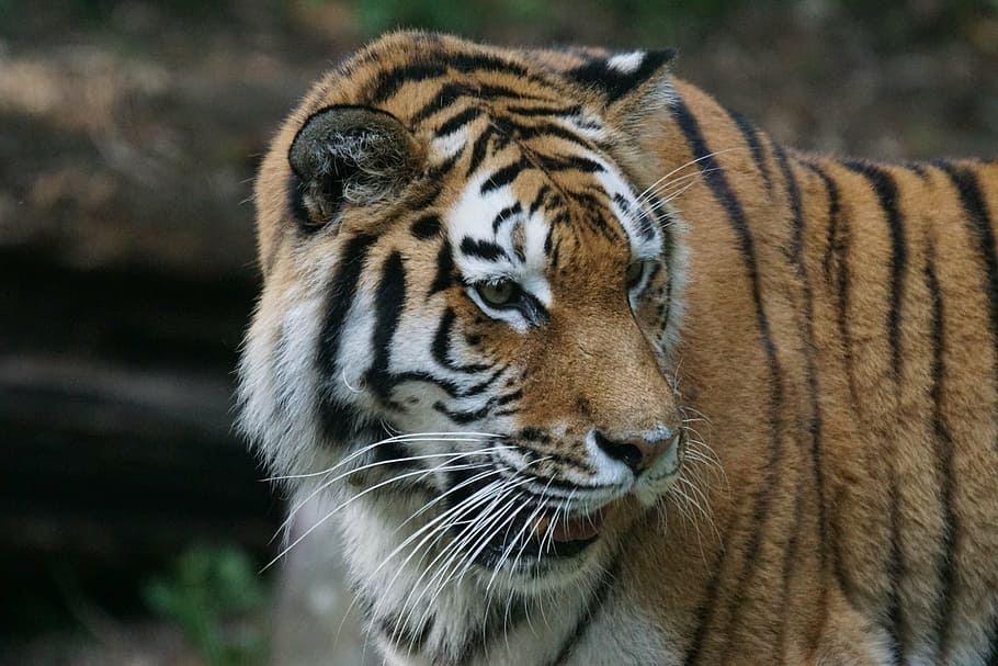 focus photography of a tiger, amurtiger, predator, cat, carnivores HD wallpaper