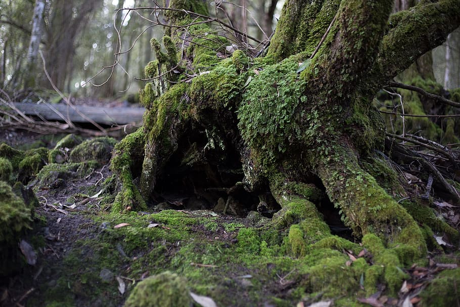 shallow focus photography of tree roots, forest, moss, landscape, HD wallpaper