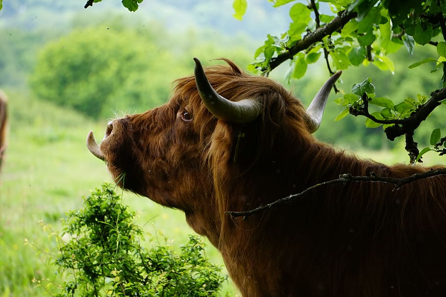 eat, beef, pasture, meadow, ruminant, tongue, animal themes HD wallpaper