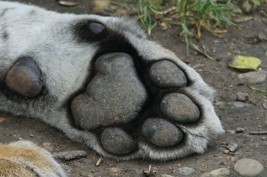gray animal paw on the grounds, tiger, foot, animal themes, one animal, HD wallpaper