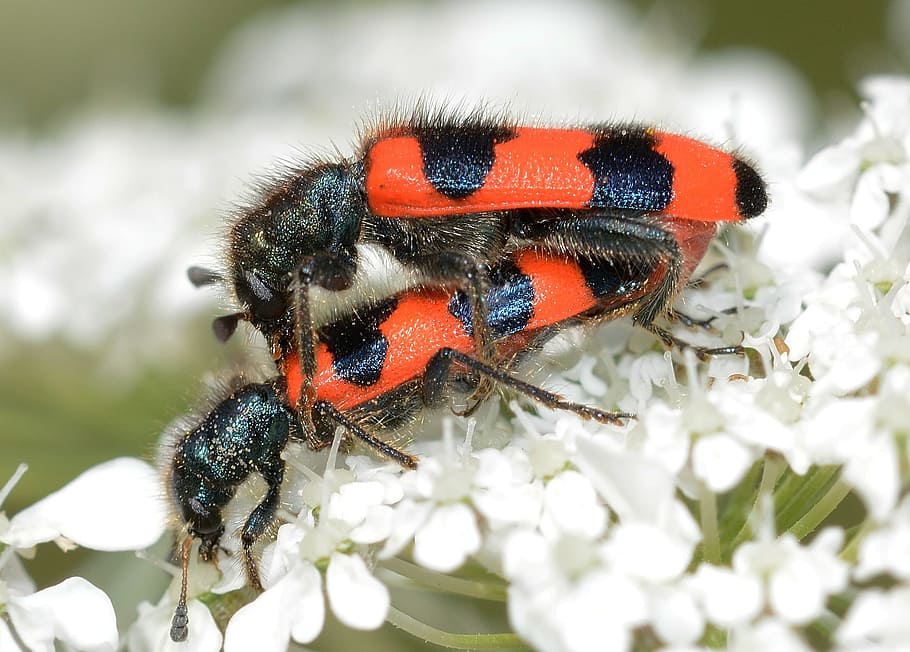 Insects, Beetles, Trichodes, Apiarius, copula, nature, macro HD wallpaper