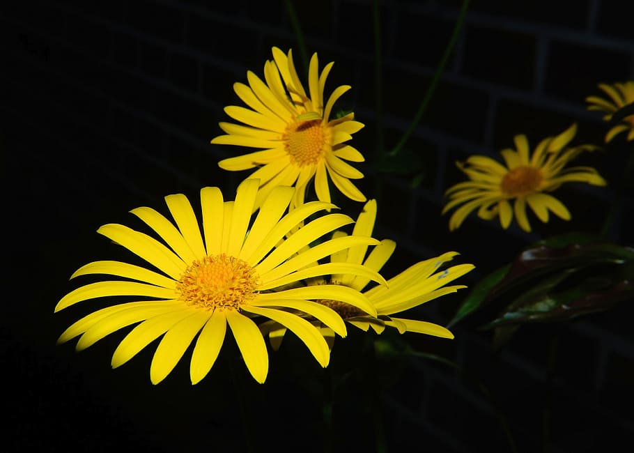 flowers, close, yellow, bright, spring, plant, garden, ornament HD wallpaper
