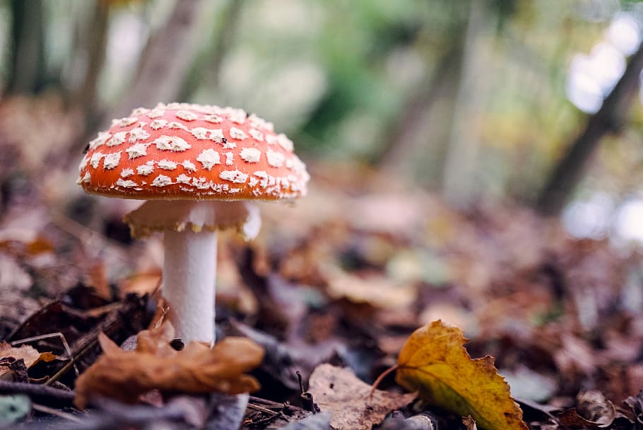 selective focus photography of red mushroom, macro shot of orange mushroom during daytime HD wallpaper