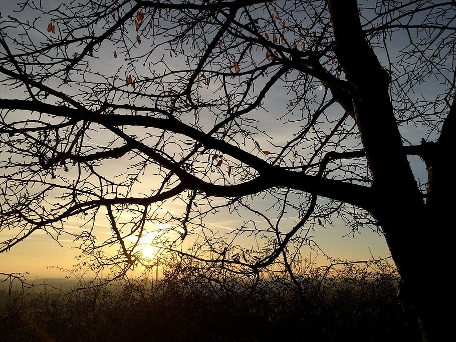 tree, sun, nature, sunset, evening, autumn, landscape, atmosphere HD wallpaper
