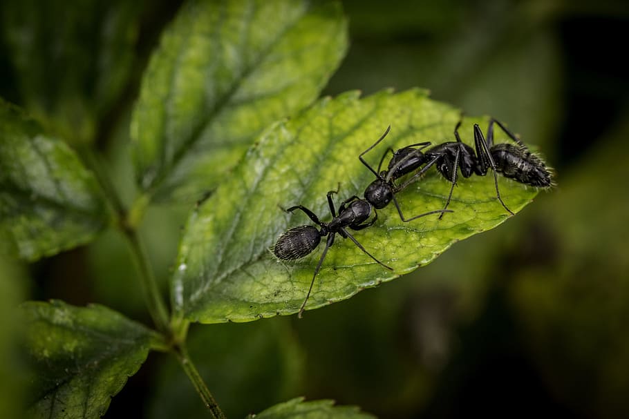 ants, nature, macro, close-up, green background, insect, invertebrate HD wallpaper