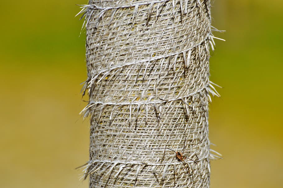 tree, tree protection, trunk protection, tree trunk protector HD wallpaper