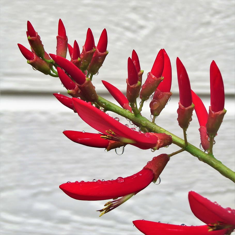 red, flower, firecracker plant, beauty in nature, growth, close-up HD wallpaper
