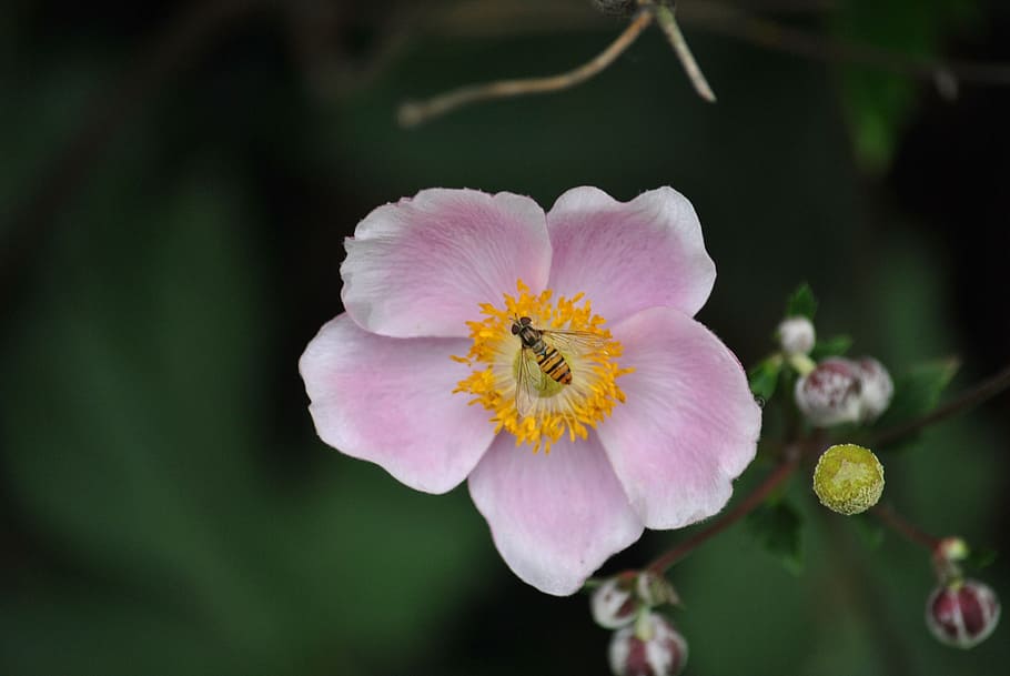 blossom, bloom, bee, insect, close, flower, pollination, sprinkle HD wallpaper