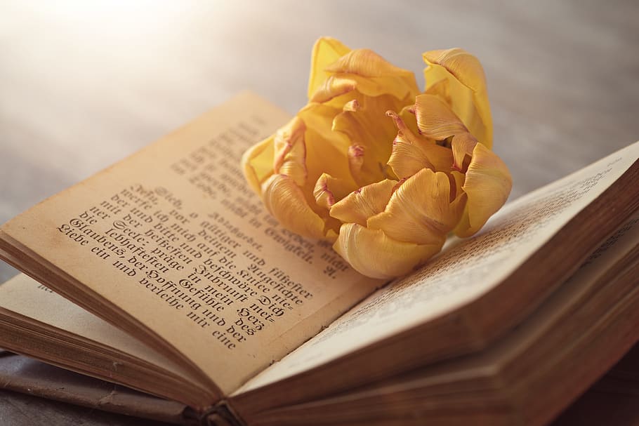 yellow tulip on to of opened book, old book, used, antique HD wallpaper