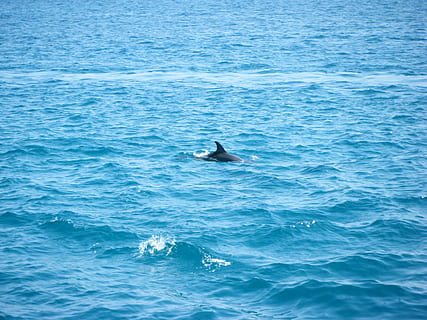 Sea, Dolphin, Blue, whale, mammal, animal, nature, wildlife HD wallpaper
