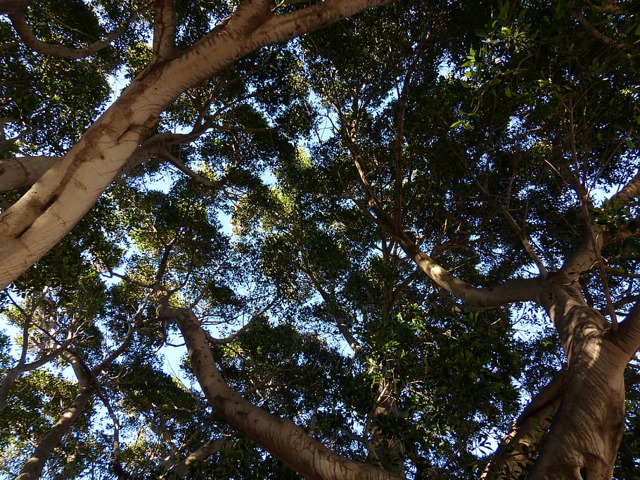 Tree, Crown, Canopy, Tribe, Aesthetic, laurel tree, azores-laurel HD wallpaper