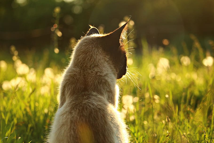 grey and black short-fur cat on green grass, siamese cat, breed cat HD wallpaper