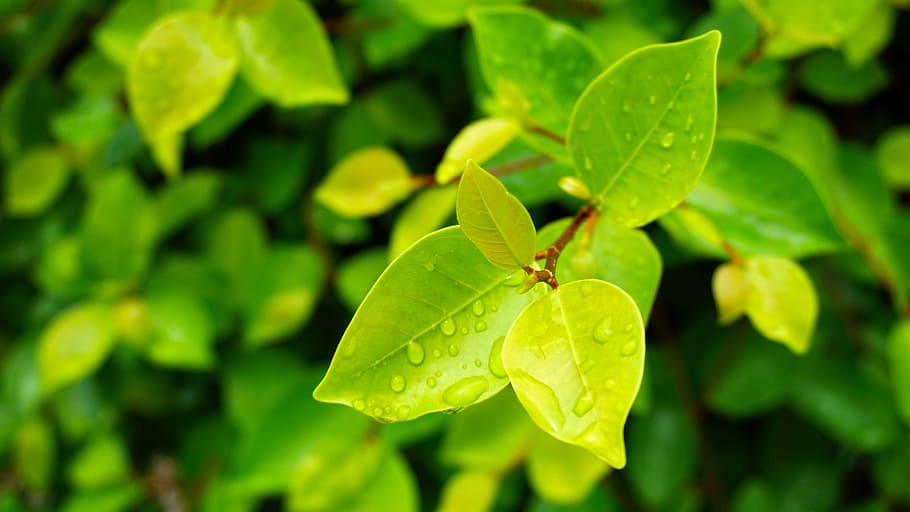 leaf, nature, flora, growth, outdoors, plant part, green color HD wallpaper