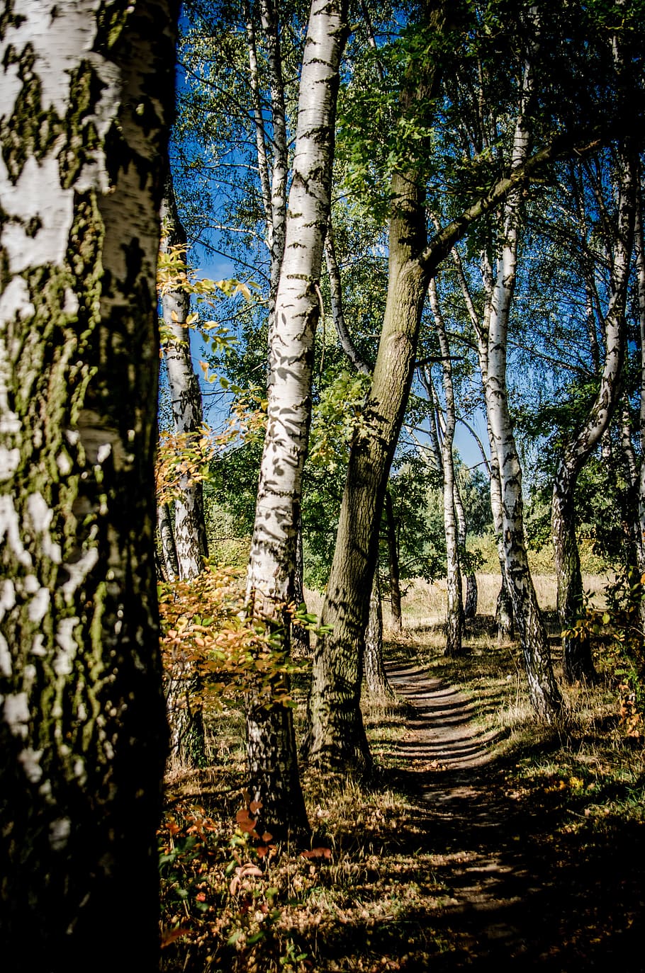 tree, birch, the path, spacer, relaxation, forests, foliage HD wallpaper