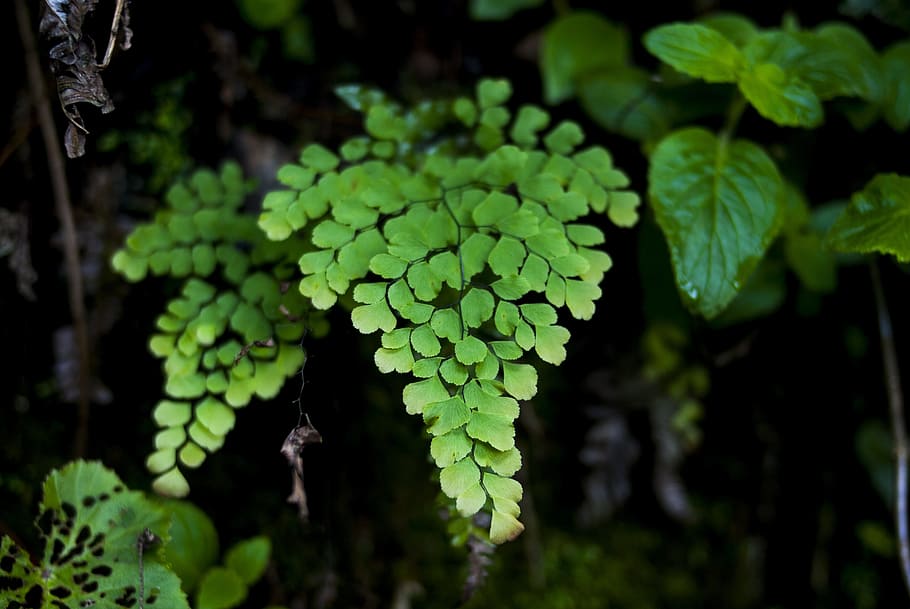 plant, leaf, nature, environment, tree, green color, growth HD wallpaper