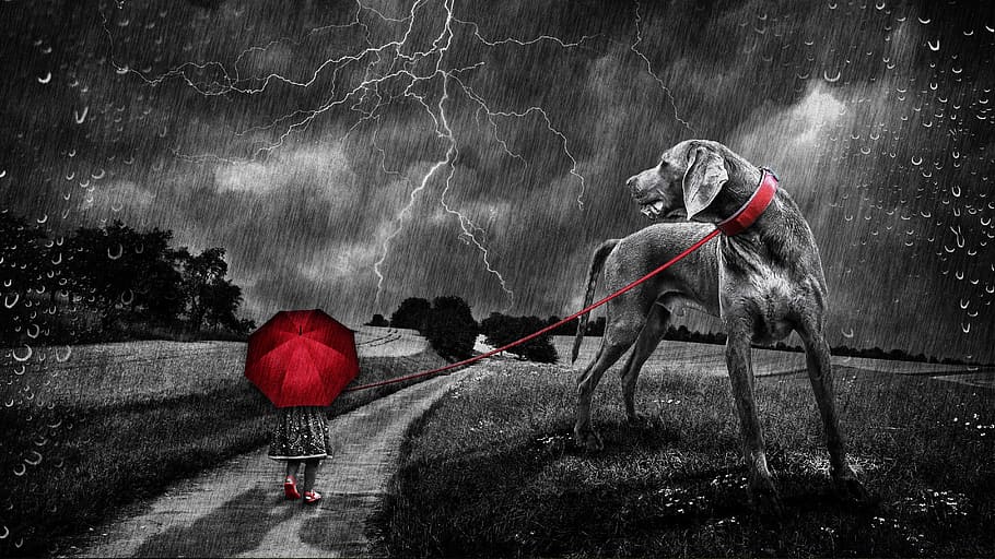 selective color photography of girl walking on road holding red umbrella with leashed great dane painting