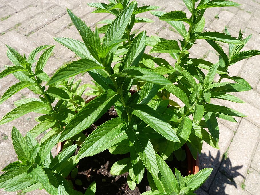 green leaf plant on brown pot, peppermint, herbs, aroma, fresh HD wallpaper