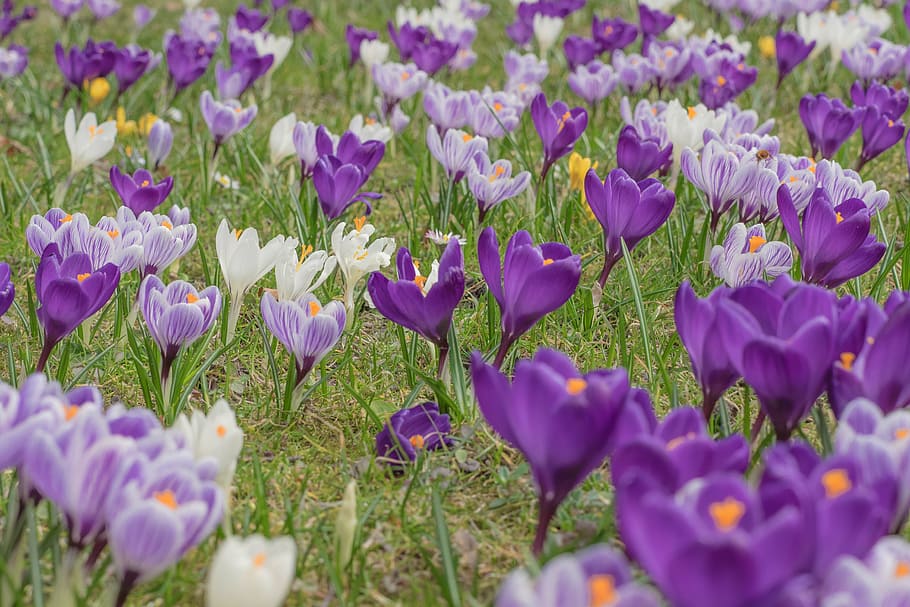 crocus, blossom, bloom, spring crocus, flowers, mountain meadow HD wallpaper
